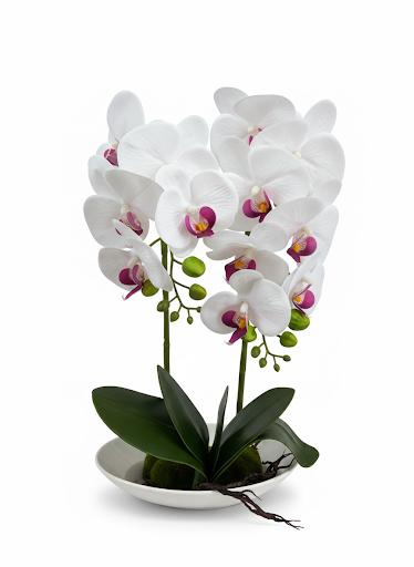 Orchid DB-1 Ceramic Pot