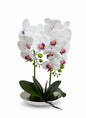 Orchid DB-1 Ceramic Pot