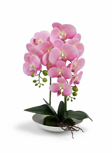 Orchid DB-1 Ceramic Pot