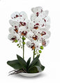 Orchid DB-1 Ceramic Pot