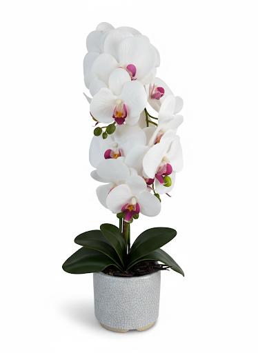 Orchid DB7 Ceramic Pot