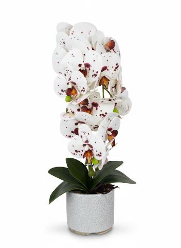 Orchid DB7 Ceramic Pot