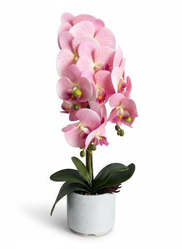 Orchid DB7 Ceramic Pot
