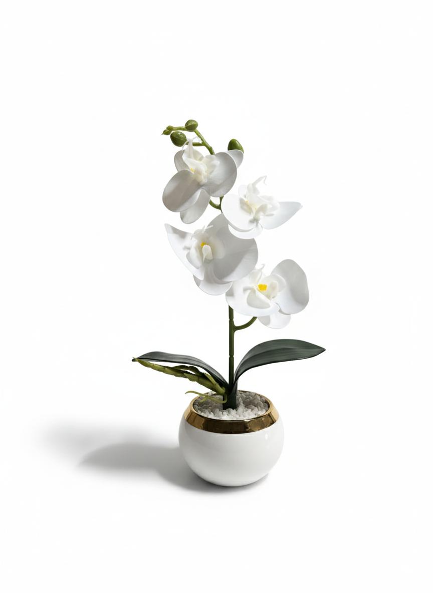 Orchid P4 Ceramic Pot