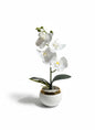Orchid P4 Ceramic Pot